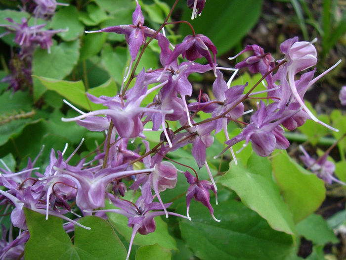 epimedium-grandiflorum-lilafee-flower-bunch-closeup