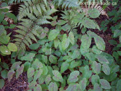 epimedium-grandiflorum-lilafee-red-leaf-colour-in-fall-400x300