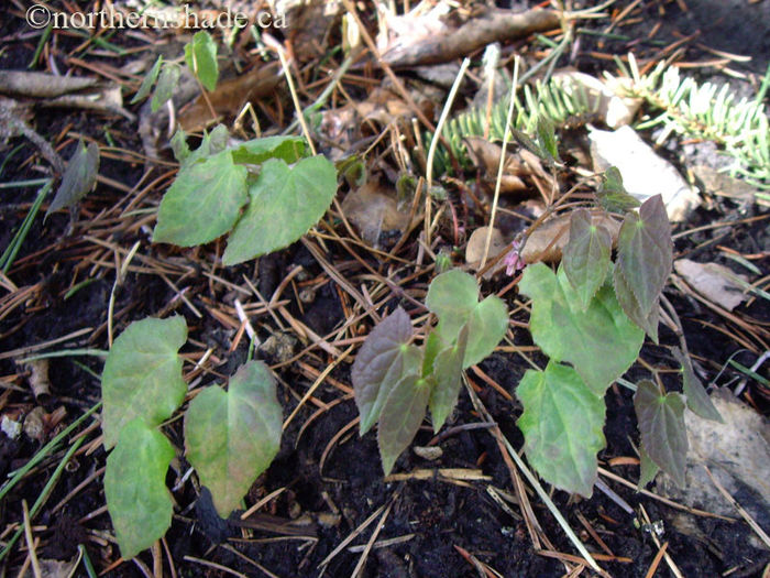 Epimedium-Lilafee-new-foliage