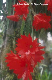 Epiphyllum%20spp_