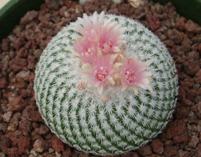 epithelantha-micromeris