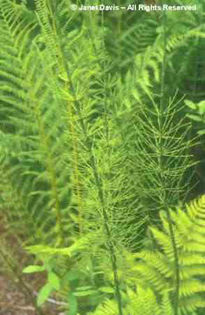 Equisetum%20sylvaticum