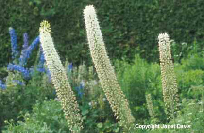 Eremurus%20himalaicus