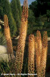 Eremurus%20