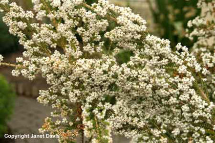 Erica-turgida