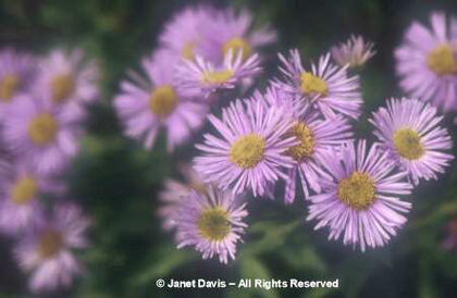 Erigeron%20speciosus%20