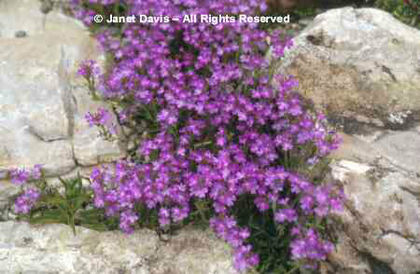 Erinus%20alpinus