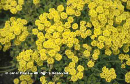Eriogonum%20umbellatum