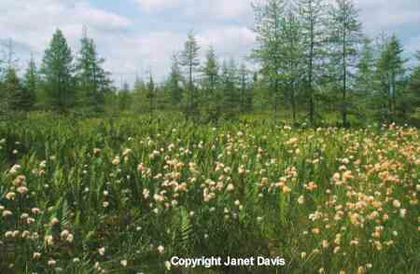 Eriophorum%20vaginatum%20var_%20spissum