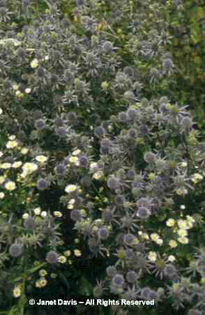 Eryngium%20amethystinum