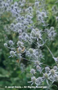 Eryngium%20planum