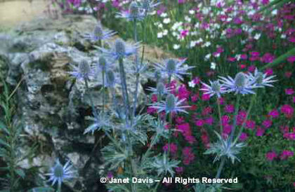 Eryngium%20