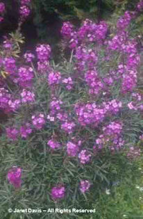 Erysimum%20