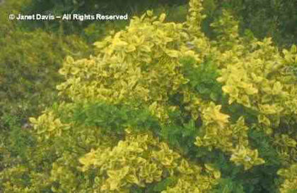 Euonymus fortunei am gasit