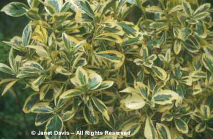 Euonymus japonicus