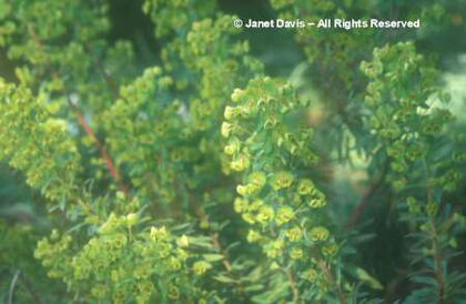 Euphorbia%20characias%20