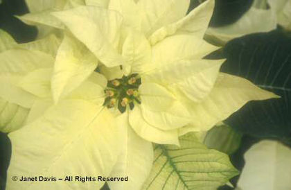 Euphorbia%20pulcherrima%20