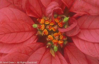 Euphorbia%20pulcherrima%20