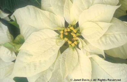 Euphorbia%20pulcherrima%20