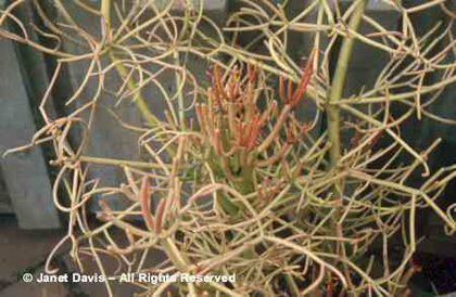Euphorbia%20tirucalli