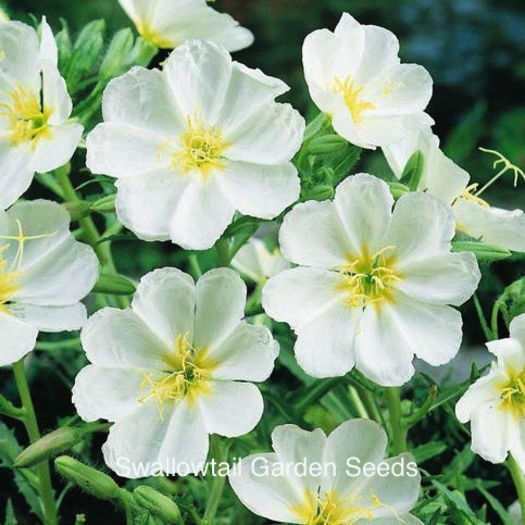 evening_primrose_innocence_pop-up