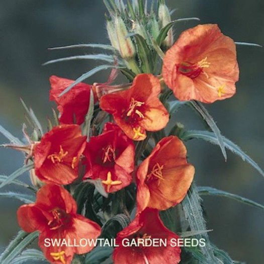 evening_primrose_sunset_boulevard_3