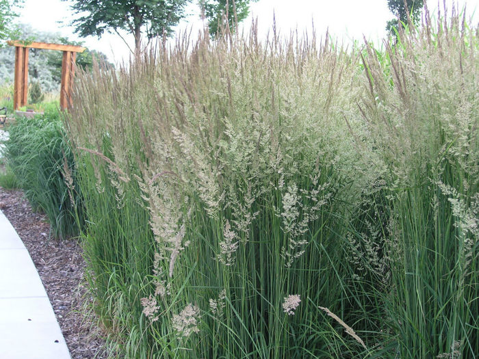 Feather_Reed_Grass,_Calamagrostis_x_acutiflora_ - 2014-2016 dorinte o parte iar cealalta de vizionat