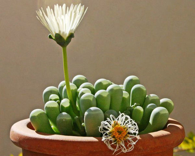 fenestraria-rhopalophylla - 2014-2016 dorinte o parte iar cealalta de vizionat