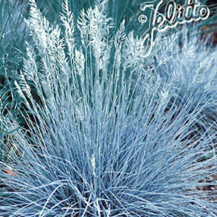 festuca_blue_select