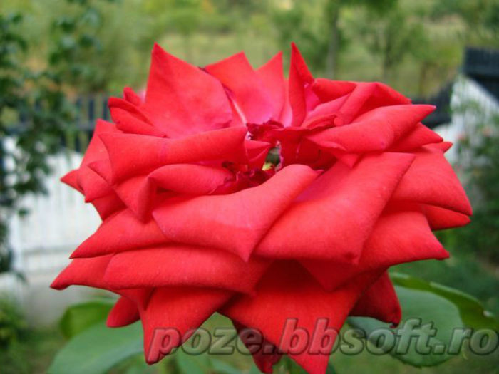 Floare_trandafir_rosu_diamant - 2014-2016 dorinte o parte iar cealalta de vizionat
