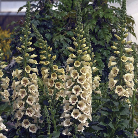 foxglove_camelot_cream_3