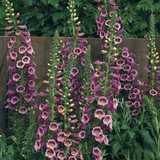 foxglove_camelot_rose_3 - 2014-2016 dorinte o parte iar cealalta de vizionat