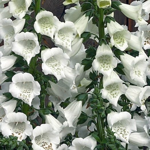 foxglove_camelot_white_3