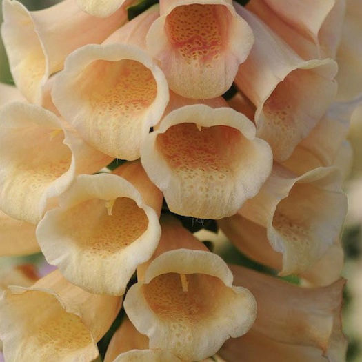 foxglove_dalmatian_peach_pop-up