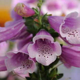 foxglove_dalmatian_rose_2 - 2014-2016 dorinte o parte iar cealalta de vizionat