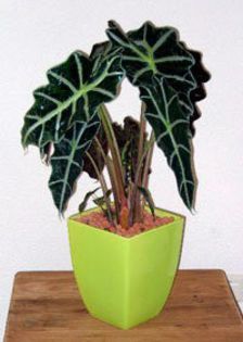 alocasia - dorinte