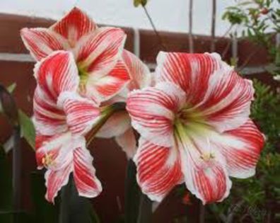 hippeastrum vittatum - crin de iarna; orice culoare, in afara de portacaliu
