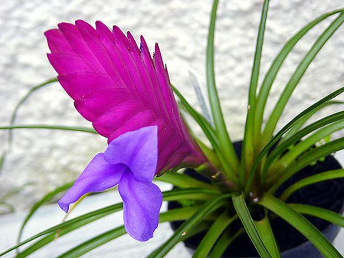 tillandsia - tilandsia - dorinte