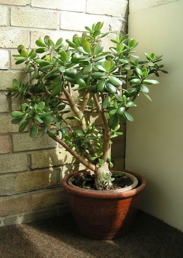 Crassula - dorinta indeplnita