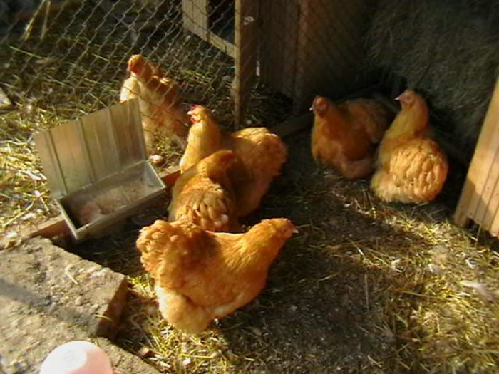 IMGA0134 - G ORPINGTON GALBEN