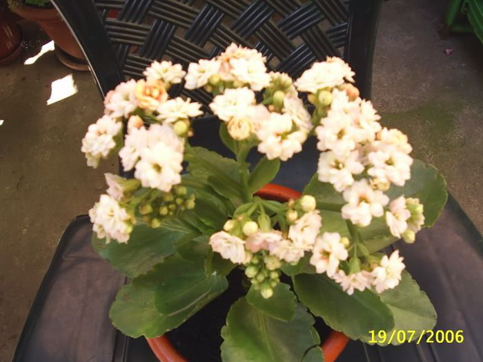 kalanchoe alb