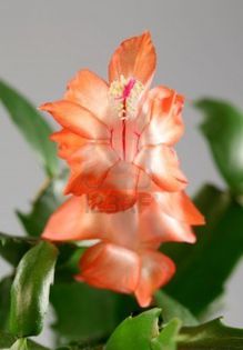 schlumbergera orange - dorinte