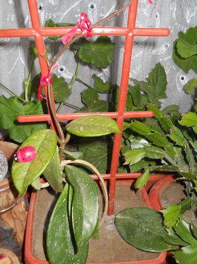 hoya - flori de interior 2013