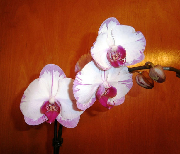 Phalaenopsis Hinamtsuri Rainbow Star