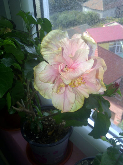 IMG-20131013-00051 - Hibiscus 2014