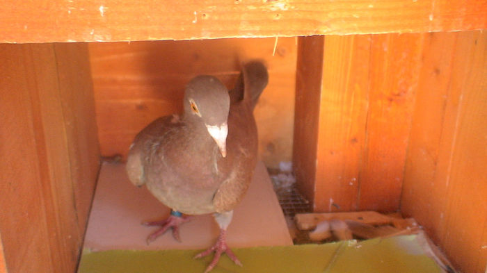 F 2008 - matca meulemans