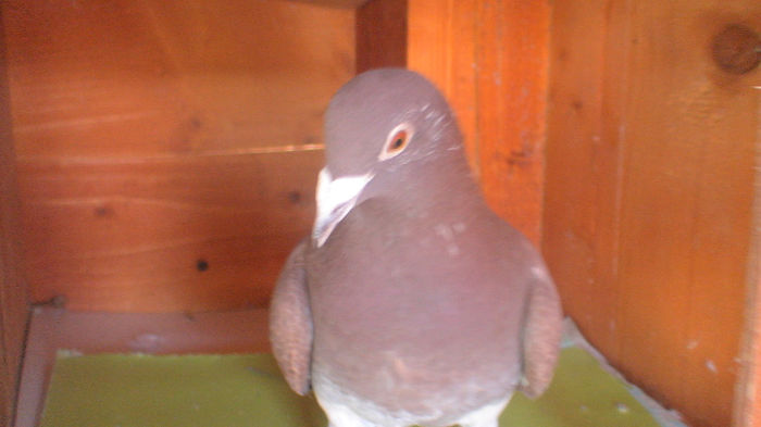 70  2012  201 M - matca meulemans