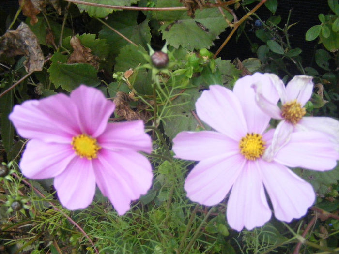COSMOS - GRADINA MEA DE VIS