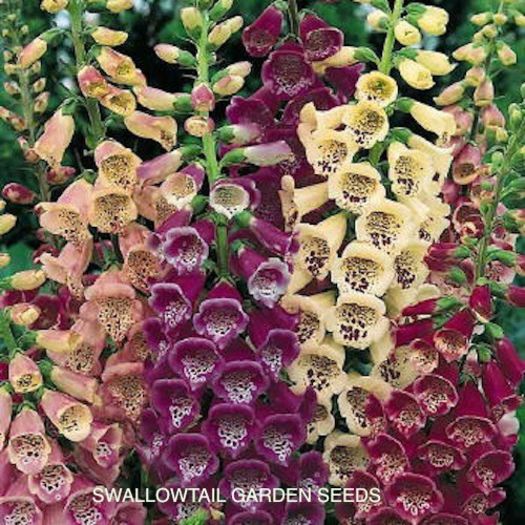 foxglove_excelsior_hybrids_3