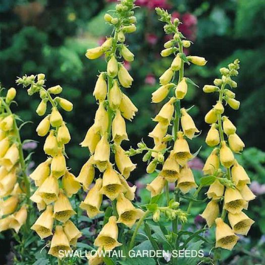 foxglove_large_yellow_3